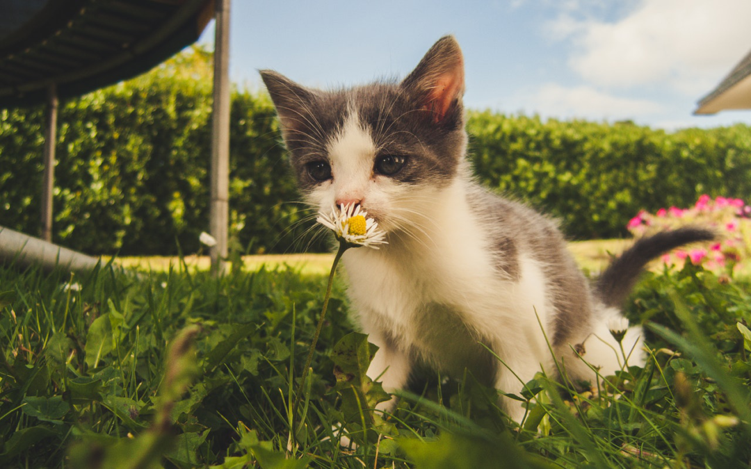 5 Ways to Help Your Cat Safely Enjoy Warm Weather