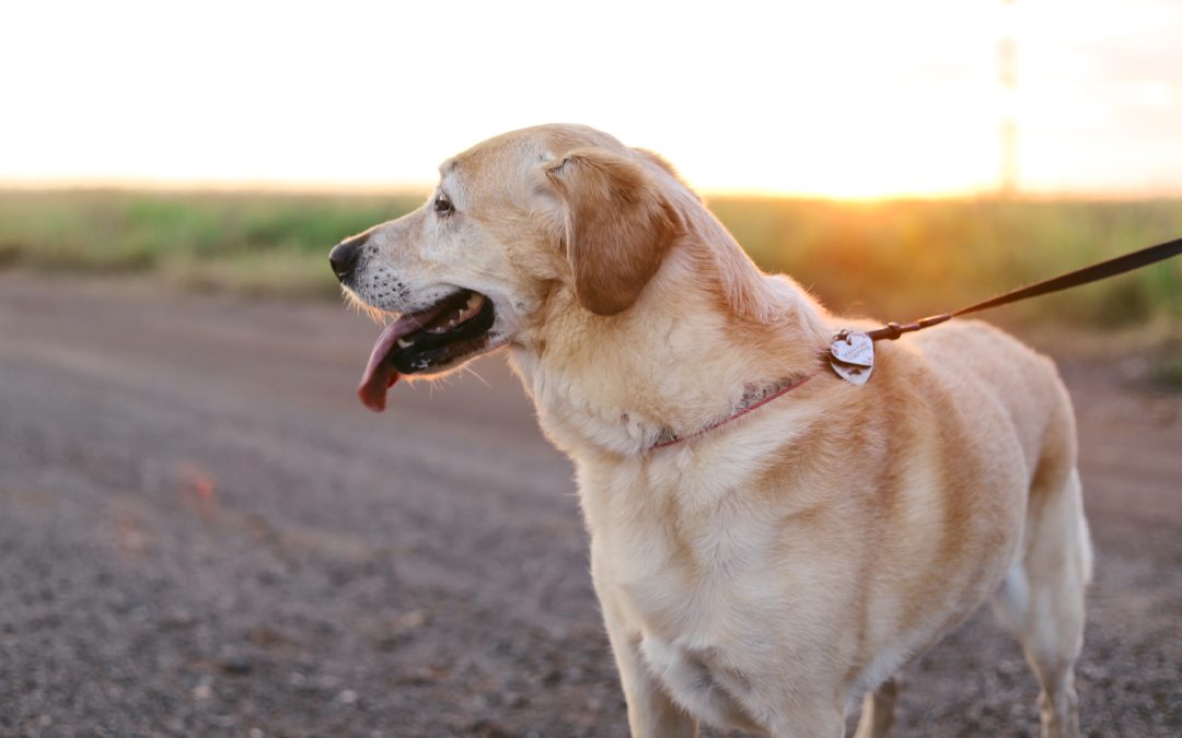 How To Keep Your Dog Safe During Walks