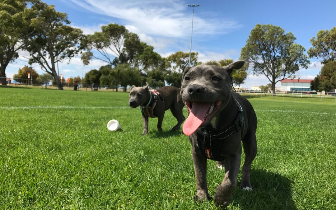 Essential Guidelines for a Secure Dog Park Experience