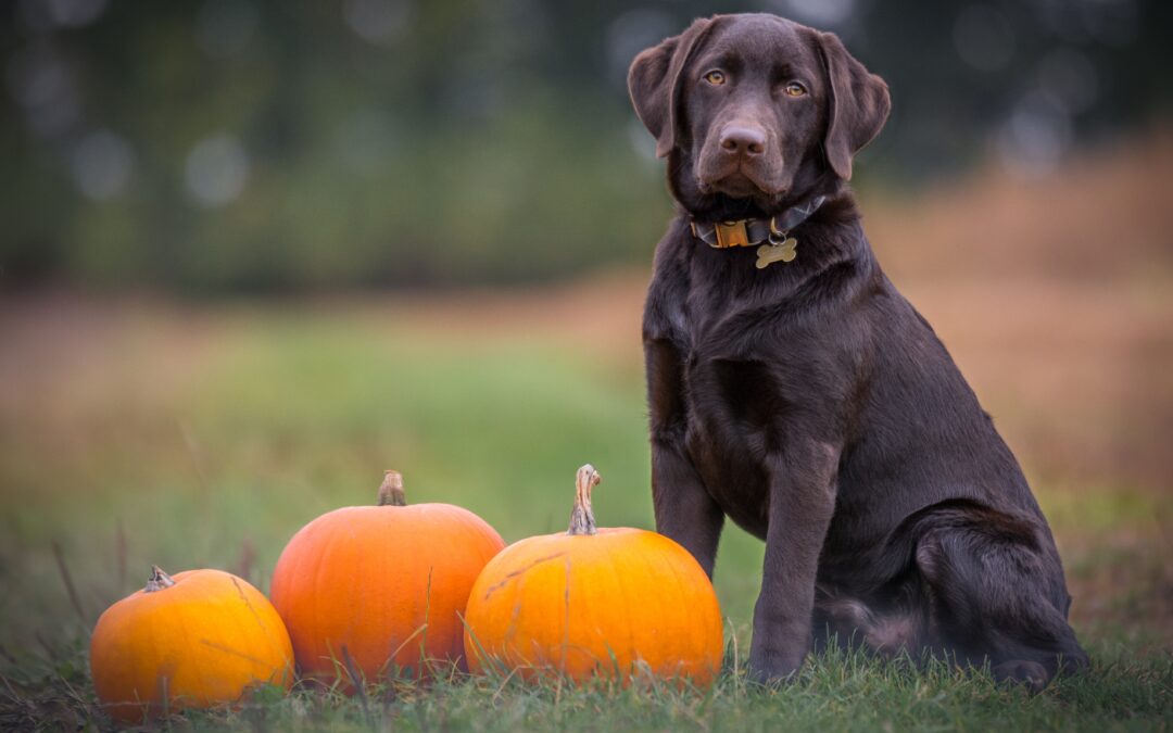 Pumpkin: A Fall Superfood for Your Pet’s Well-being