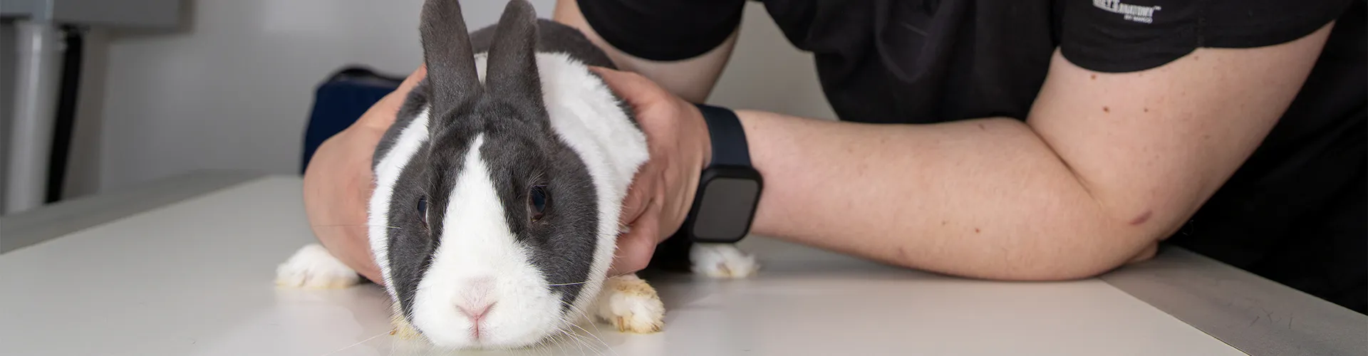 How To Care For A Pet Rabbit And When To Take Them To The Vet Arlington MA