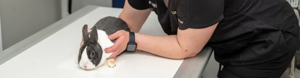 Arlington MA Rabbit Veterinary Care for Animals