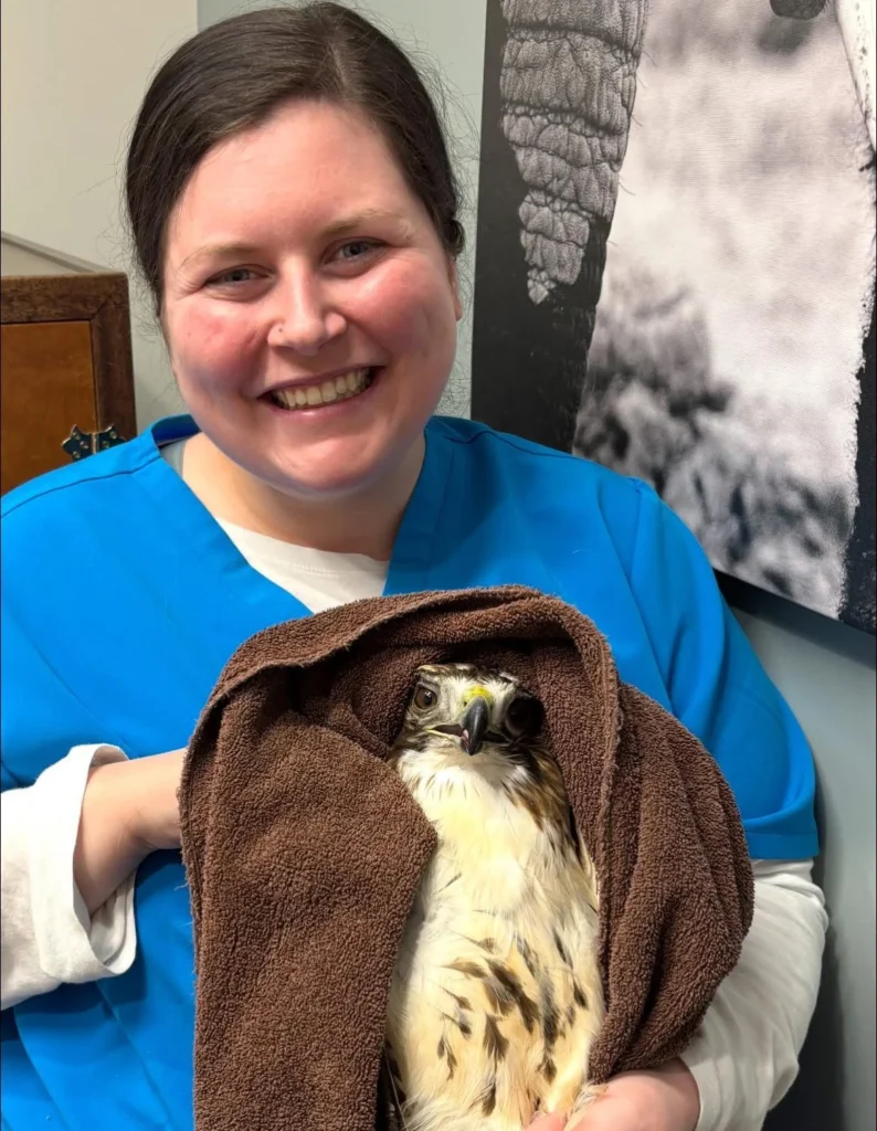 bird vet in arlington massachussetts
